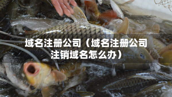 域名注冊公司（域名注冊公司注銷域名怎么辦）
