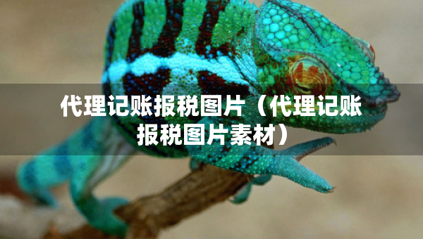 代理記賬報(bào)稅圖片（代理記賬報(bào)稅圖片素材）